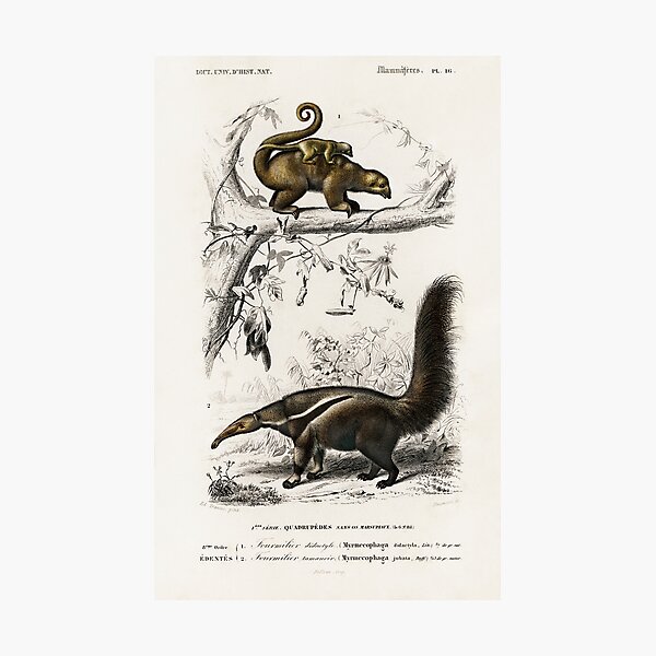 Item preview, Anteaters vintage illustration  designed and sold by Vintage Designs +.