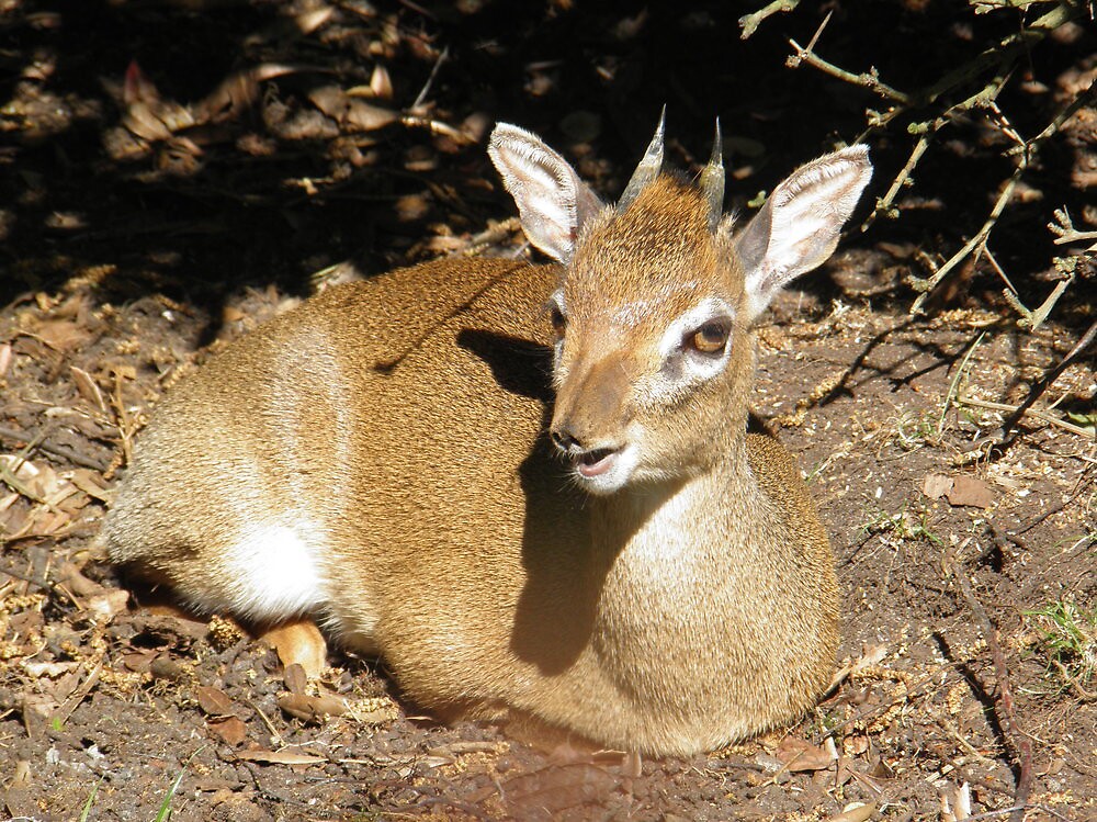  Kirk s Dik dik Madoqua Kirkii By Angeljootje Redbubble
