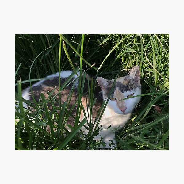 Item preview, farm cat resting in the grass designed and sold by Eliza Hartman.