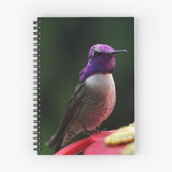 Item preview, HUMMINGBIRD MALE COSTA'S ON PERCH designed and sold by JAYMILO.