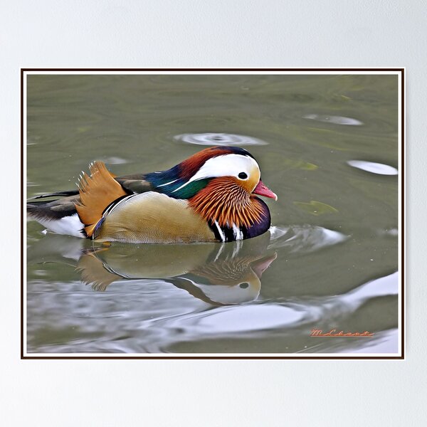 Item preview, " Enjoying a swim" designed and sold by mrcoradour.