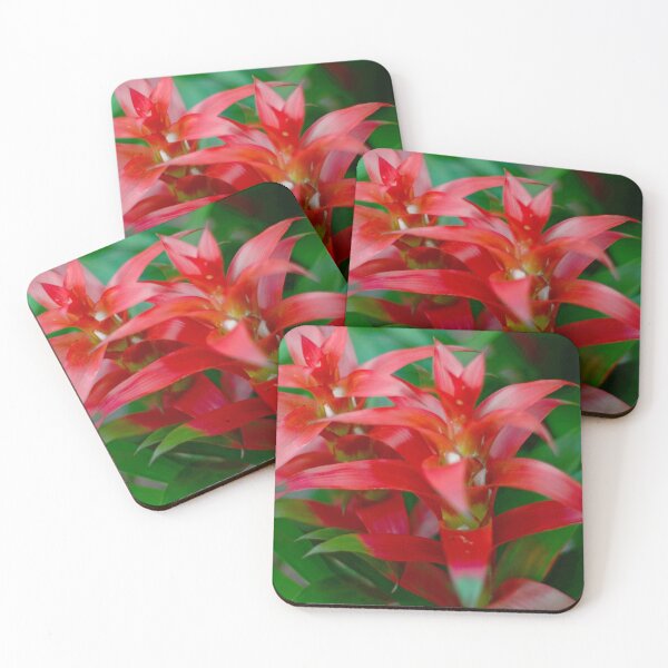 Item preview, Bromeliad Plant designed and sold by Asiantiger247.
