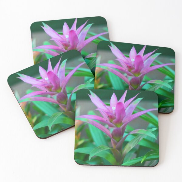 Item preview, Colorful  Bromeliad Plant designed and sold by Asiantiger247.
