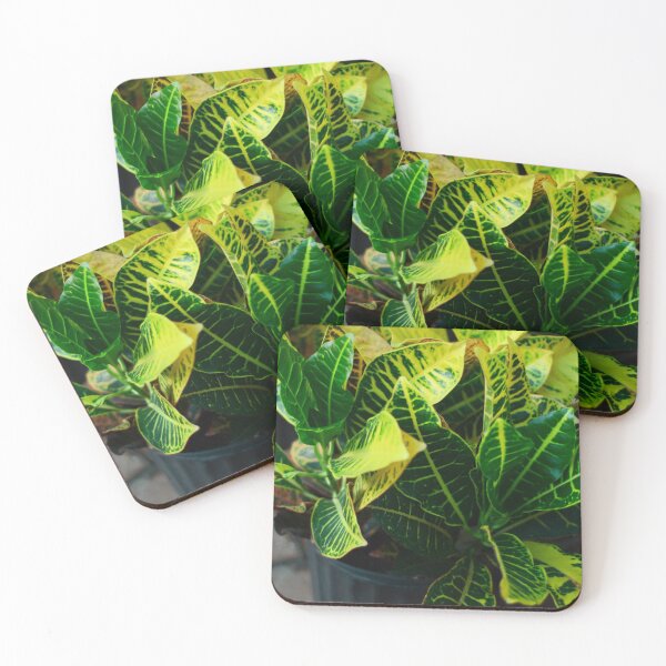 Item preview, Croton Plant designed and sold by Asiantiger247.