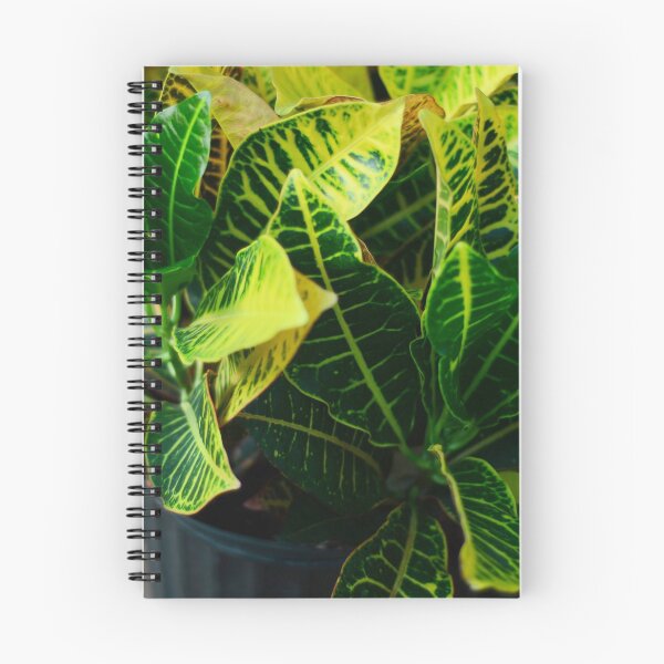 Item preview, Croton Plant designed and sold by Asiantiger247.