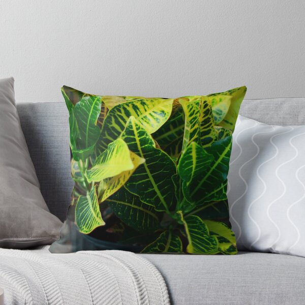 Item preview, Croton Plant designed and sold by Asiantiger247.