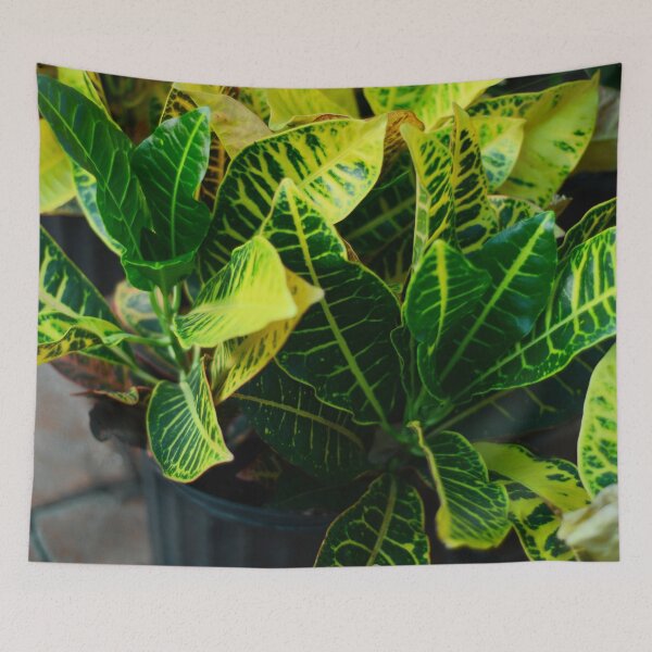 Item preview, Croton Plant designed and sold by Asiantiger247.