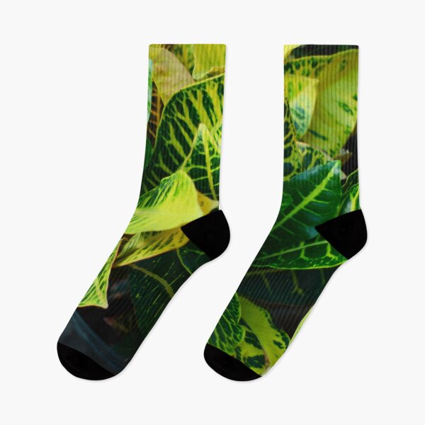 Item preview, Croton Plant designed and sold by Asiantiger247.