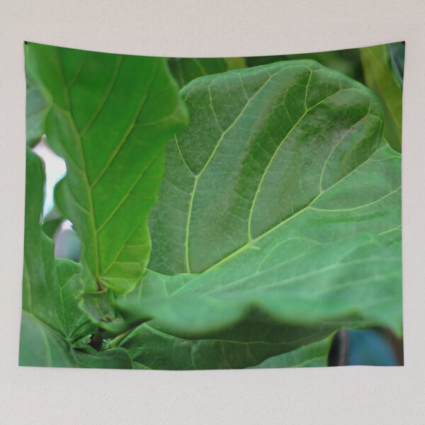 Item preview,  Fiddle-leaf fig Plant designed and sold by Asiantiger247.