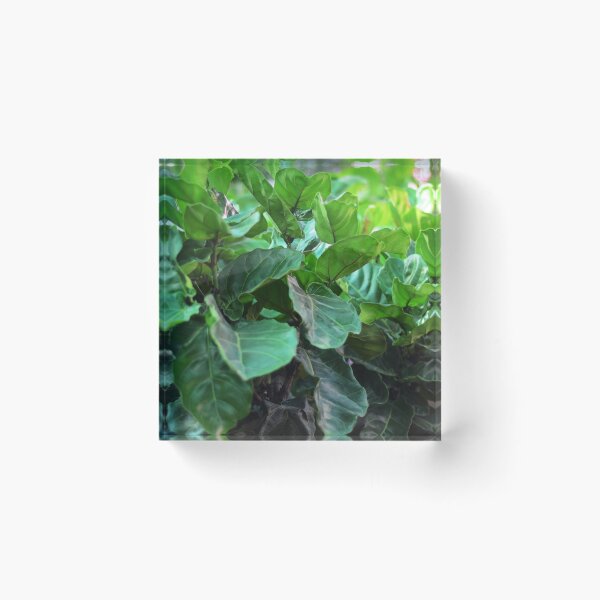 Item preview, Fiddle-leaf fig Plant designed and sold by Asiantiger247.