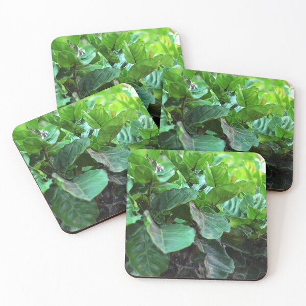 Item preview, Fiddle-leaf fig Plant designed and sold by Asiantiger247.