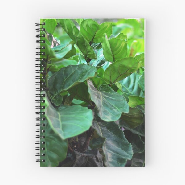 Item preview, Fiddle-leaf fig Plant designed and sold by Asiantiger247.