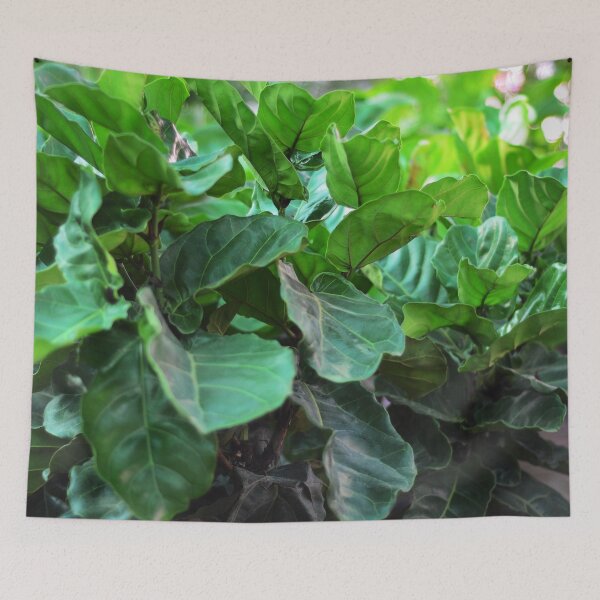 Item preview, Fiddle-leaf fig Plant designed and sold by Asiantiger247.