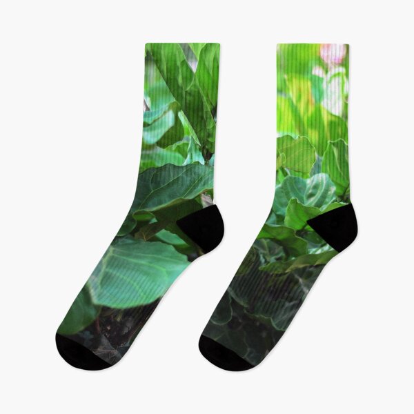 Item preview, Fiddle-leaf fig Plant designed and sold by Asiantiger247.