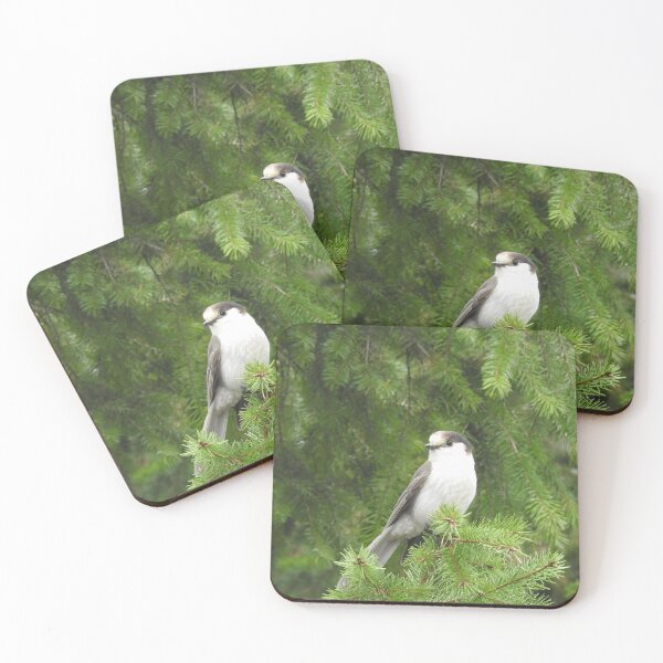 Item preview, Gray Jay, birds, nature, wildlife, gifts designed and sold by Sandra O'Toole.