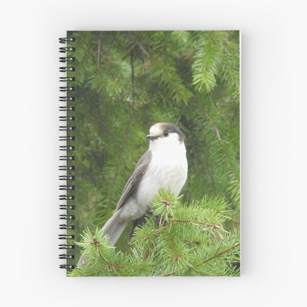 Item preview, Gray Jay, birds, nature, wildlife, gifts designed and sold by Sandra O'Toole.