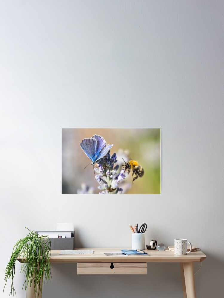 Thumbnail 2 von 3, Poster, Schmetterling und Hummel auf Lavendel designt und verkauft von Igelchen.