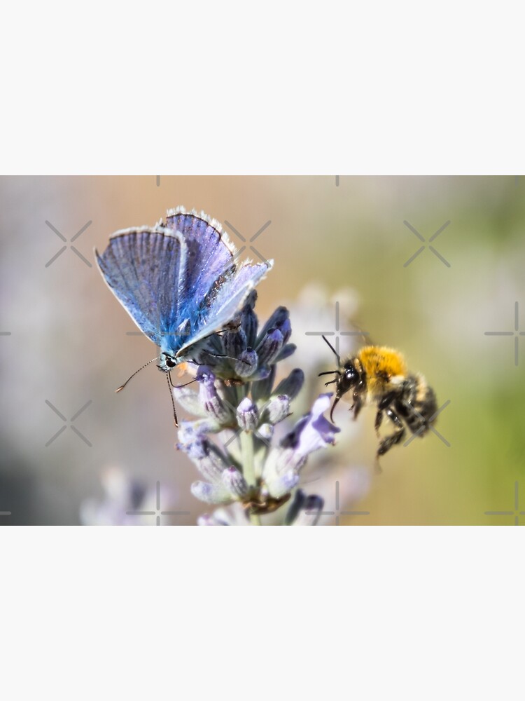 Thumbnail 3 von 3, Poster, Schmetterling und Hummel auf Lavendel designt und verkauft von Igelchen.