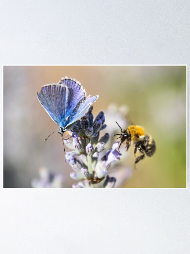 Thumbnail 1 von 3, Poster, Schmetterling und Hummel auf Lavendel designt und verkauft von Igelchen.