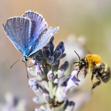Vorschaubild zum Design Schmetterling und Hummel auf Lavendel von Katja LebenFreude