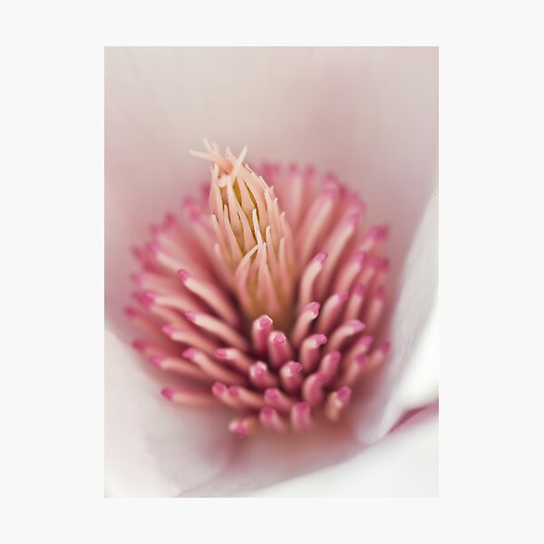 Item preview, magnolia 2011 designed and sold by jude walton.