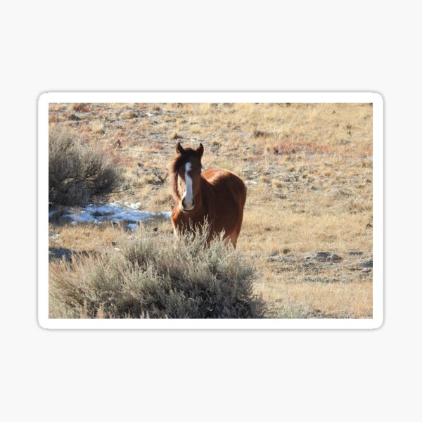 Young wild horse, foal, wildlife, nature, gifts Sticker