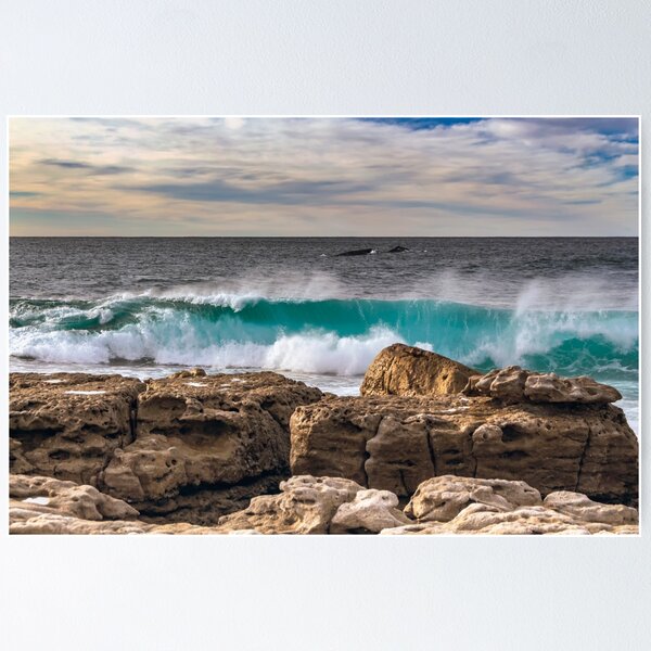 Item preview, Moes Rock Whales  designed and sold by Rainphotography.
