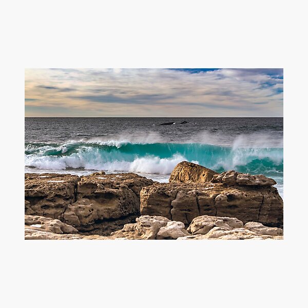 Item preview, Moes Rock Whales  designed and sold by Rainphotography.