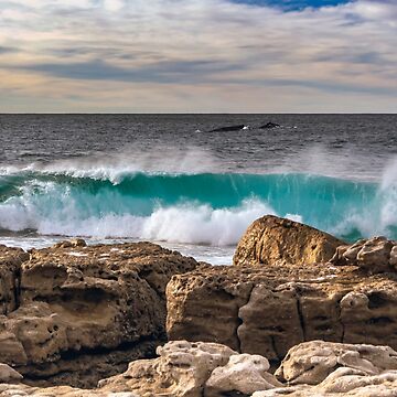 Artwork thumbnail, Moes Rock Whales by Rainphotography