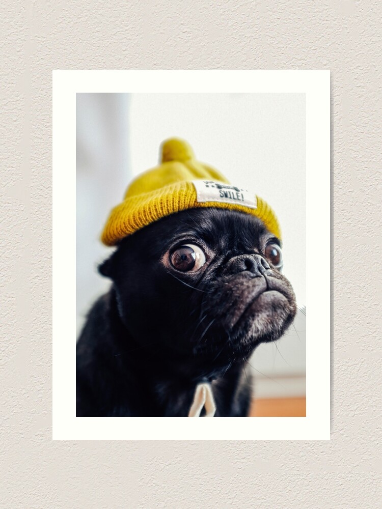 pug with hat