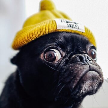 Pug with hat Art Print by wolfgangrainer Redbubble