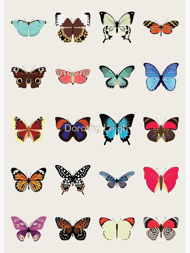 Butterflies by dorothytimmer