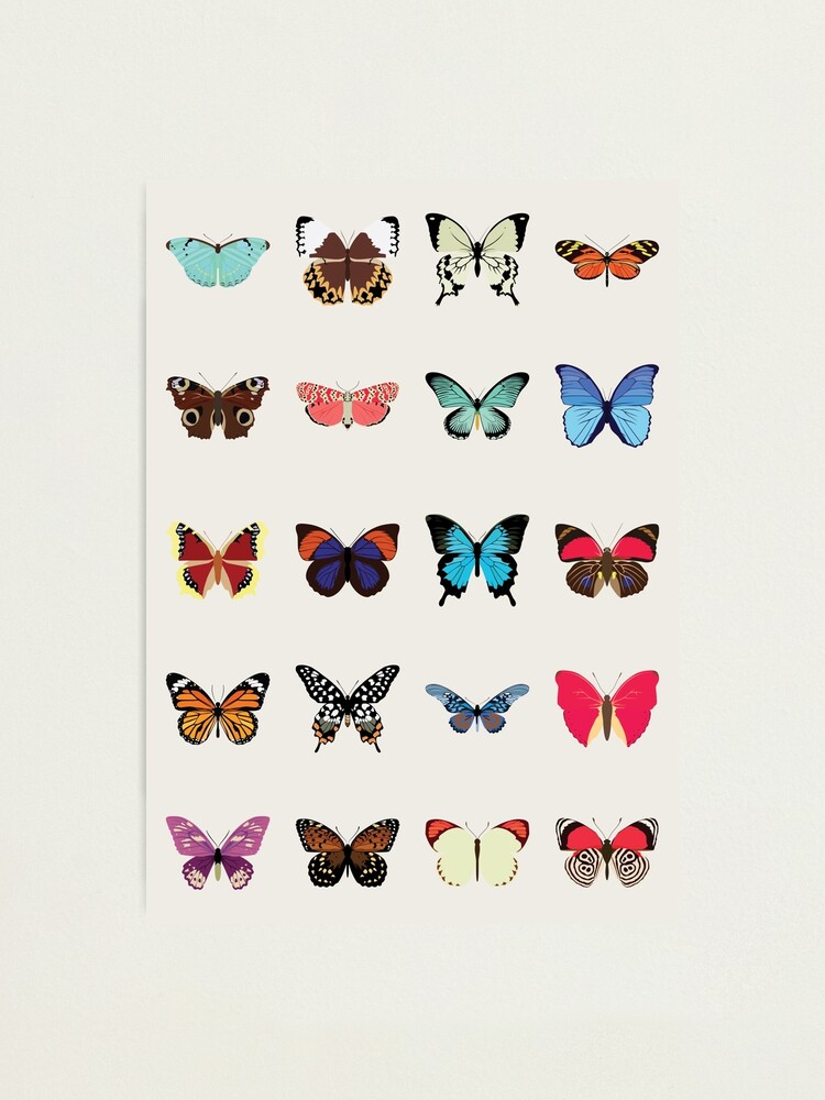 Alternate view of Butterflies Photographic Print