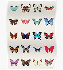 Butterflies Poster