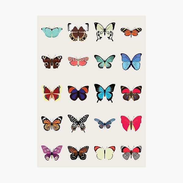 Butterflies Photographic Print