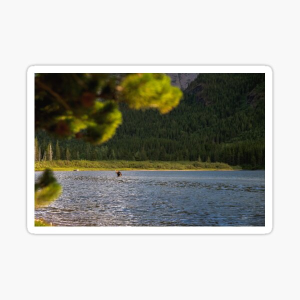 Montana Moose Moss Sticker