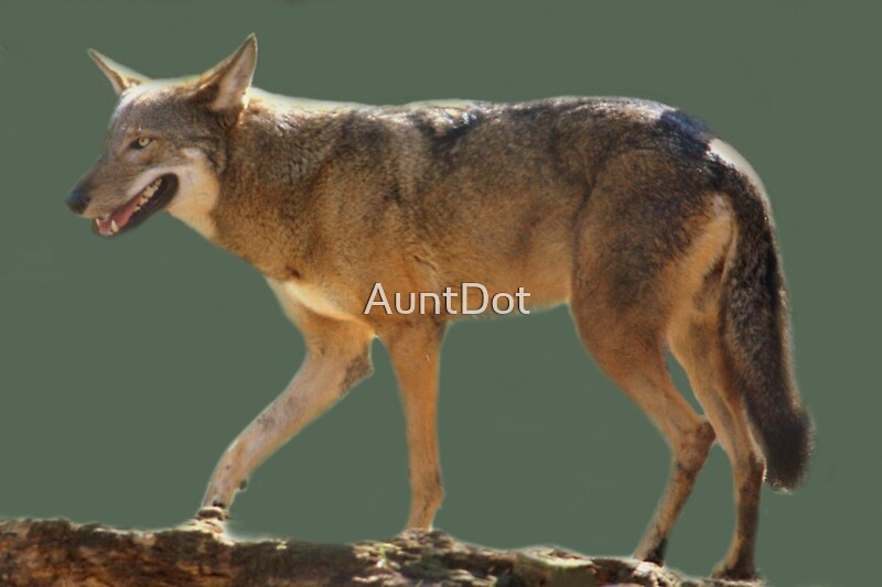 "Endangered Red Wolf" by AuntDot | Redbubble