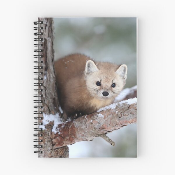 Item preview, Pine Marten designed and sold by mlorenz.