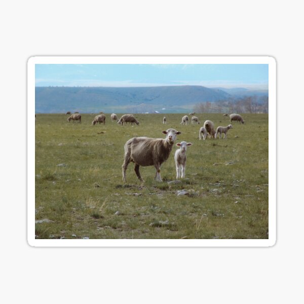Montana Sheep Sticker