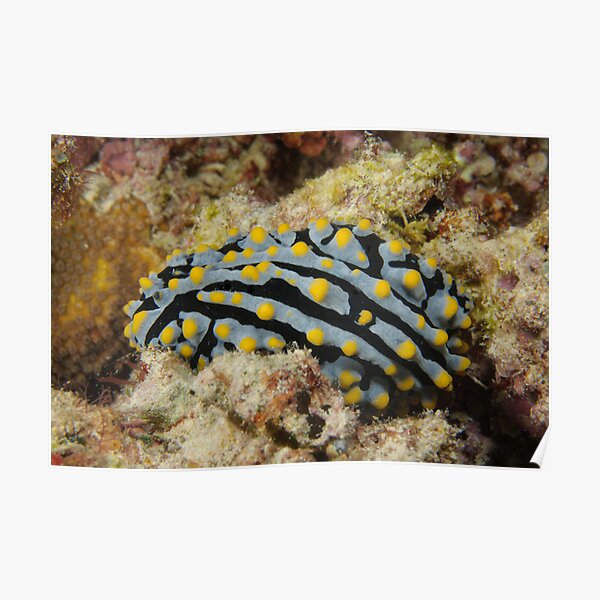 Nudibranch - Phyllidia varicosa Poster