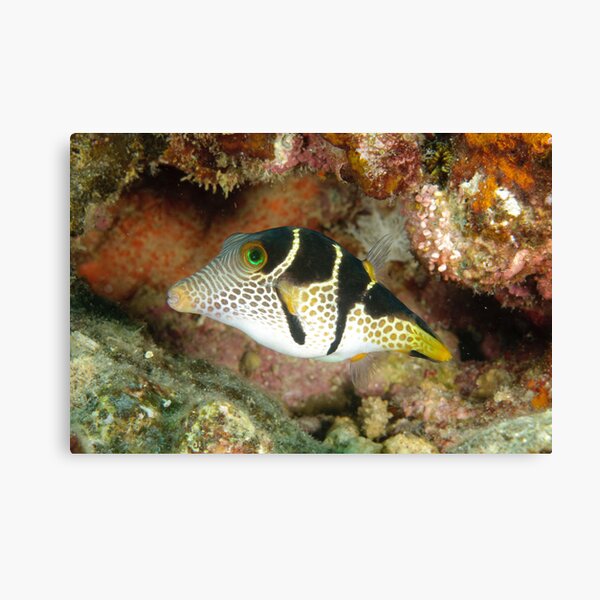 Clown toby - Canthigaster valentini Canvas Print