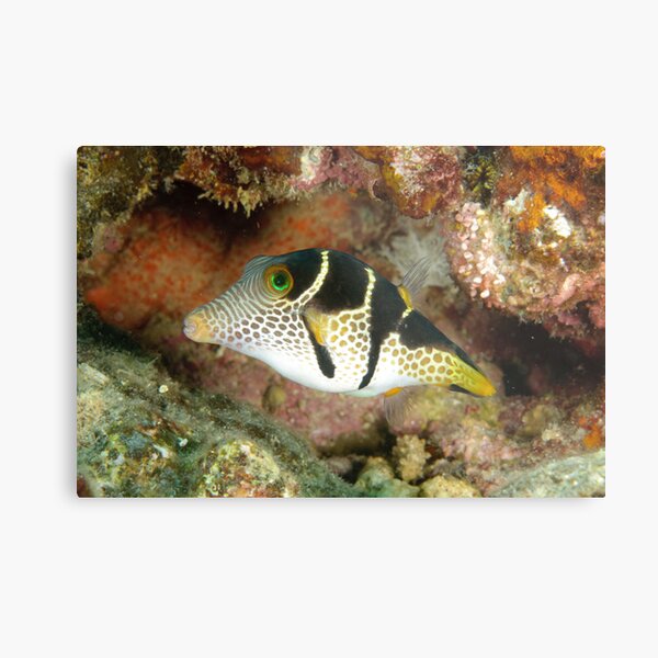 Clown toby - Canthigaster valentini Metal Print