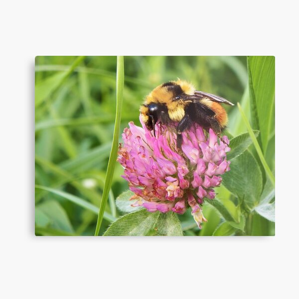 Clover Bumblebee Metal Print