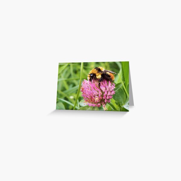 Clover Bumblebee Greeting Card
