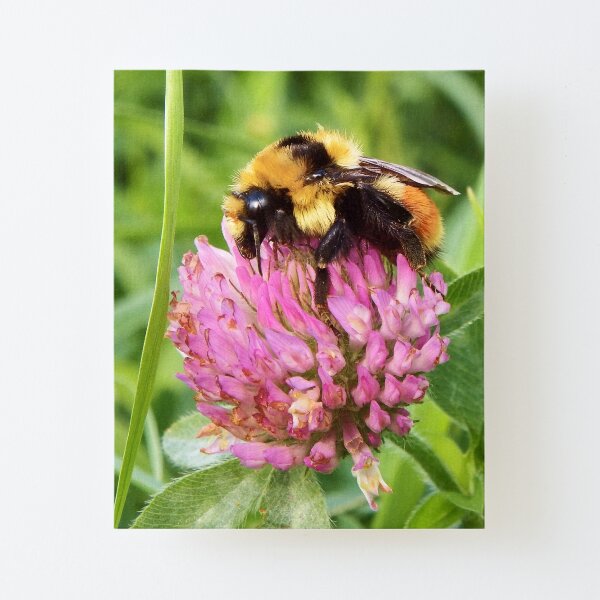Clover Bumblebee Canvas Mounted Print