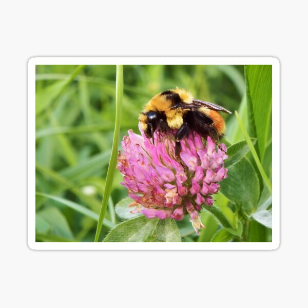 Clover Bumblebee Sticker