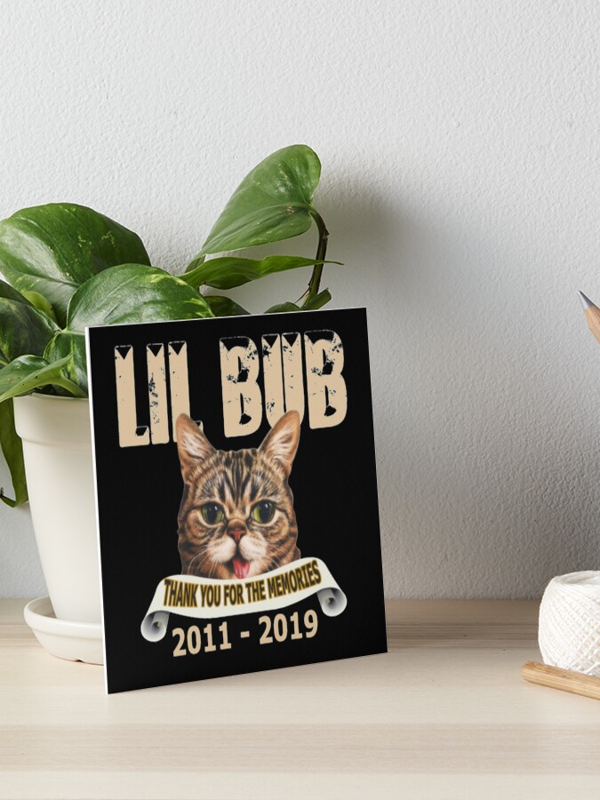 lil bob cat