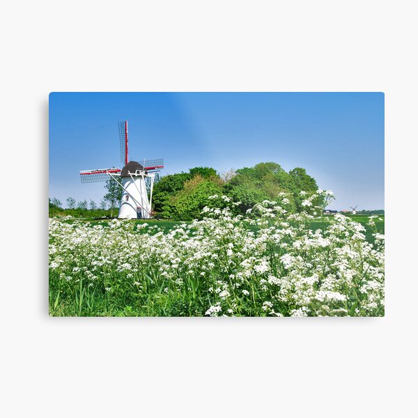 The Deer behind the cow parsley Metal Print