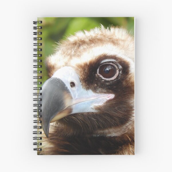 Item preview, Cinereous Vulture designed and sold by rthornberry.