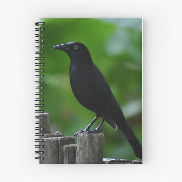 Item preview, Common Grackle designed and sold by rthornberry.